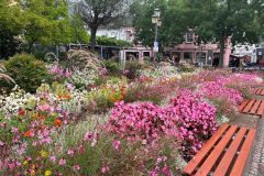 13-ahrweiler-blumen